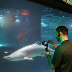 Wake Up With Sharks! @CLEAquarium