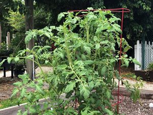 Edison Ford: Gardening Class