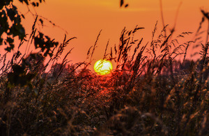 The People's Poetry: Dog Days of Summer