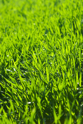 In Store Pleasant Hill Seminar: All About Lawns