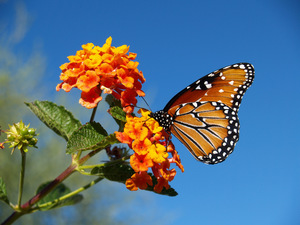 In Store Pleasant Hill Seminar: Bay Area Pollinators & Butterflies