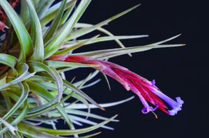 In Store Pleasant Hill Seminar: All About Air Plants