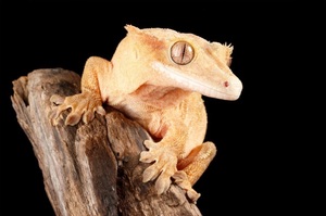 Color Our World with Crunchy Sam’s Colorful Animals