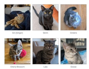 Cat and Kitten Adoption Fair