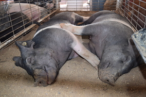Valencia County Fair