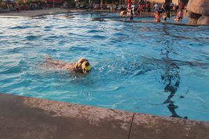 Dog Splash Pool Party