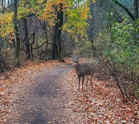 Get Out! For Wellness with Wildlands Conservancy at Wildlands' South Mountain Preserve