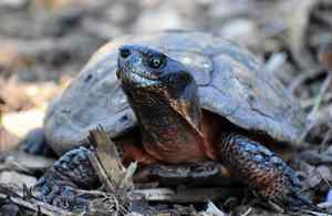 Join Wildlands' PreK Pathfinders: Little Excavators at Wayne Grube Park
