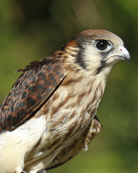 Nature Stewards Field Day