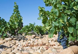 Southern Rhône: Beyond Châteauneuf-du-Pape