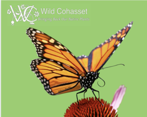 Weed to Help Monarch Butterflies