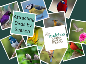 Attracting Birds by Season: Presented by Bent of the River Audubon Center