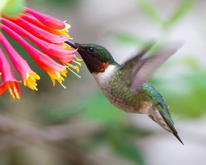 An individual's guide to helping birds and the planet- Climate Action