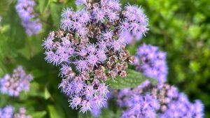 Family Wetland Felt Flower Workshop with artist Lindsay Olson