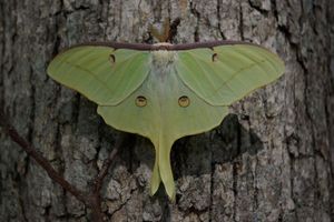 Magnificent Moths Evening Adventure