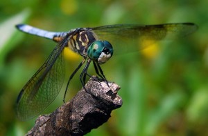 Dazzling Dragonflies