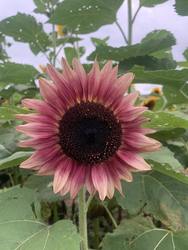 Sesame Street Sunflower Maze at Lyman Orchards