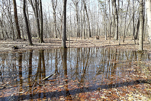 Discover Vernal Pools