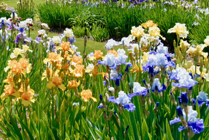Iris Society of Massachusetts (ISM) Plant Sale