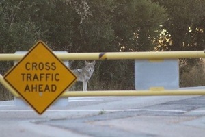 Coexisting with Coyotes: Behavior, Balance, and Safety in the Bay Area