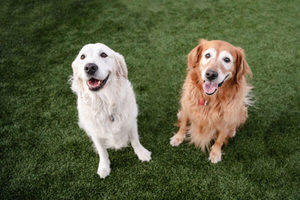 Golden Retriever Meet Up at Skiptown