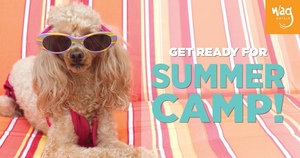 Summer Camp for Dogs!