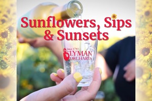 Sunflowers, Sips & Sunsets at Lyman Orchards Sunflower Maze