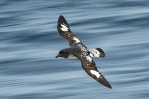 Wildlife Photography