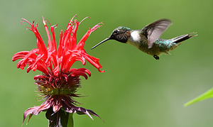 Attracting Birds to Your Yard