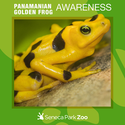 Panamanian Golden Frog Awareness Day 2025