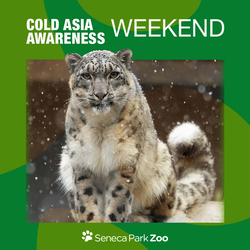 Cold Asia Awareness Weekend 2025