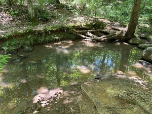 Creek Seekers Stream Watch