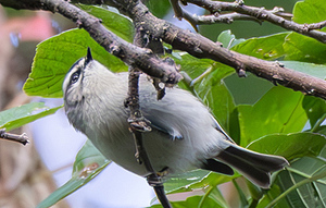 Birding Broad Run Stream Valley Park