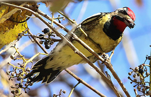 Young Birders Walk at Algonkian