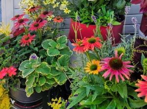 Preparing the Garden for Autumn