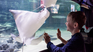 Sensory Hour @CLEAquarium