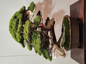 ABAS Bonsai Show and Sale, Shepard Garden and Arts Center, McKinley ParkSacramento, September 20, 1P