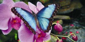 Magic Wings Butterfly Show