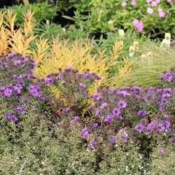 Online Discount Plant Sale at UD Botanic Gardens