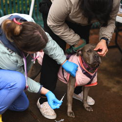 Joybound People & Pets presents: Free Pet Vaccine and Microchip Clinic