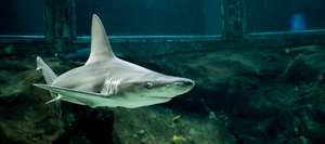 Sea Life Park Keiki Sunday Manō Celebration