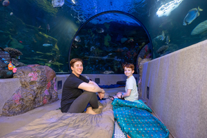 Zzz's Under the Sea Family