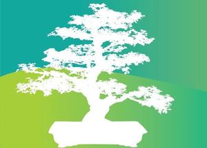 Bonsai Auction & Plant Sale