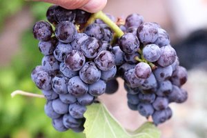 Tasting History: Grapes