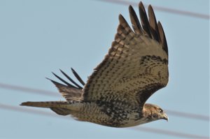 Birds of Mission Garden