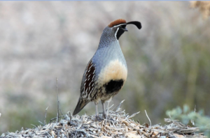 Birds of Mission Garden