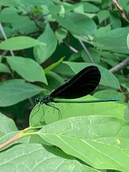 Nature Hike: Bugs