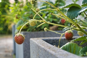 Small Space Gardening