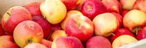 Apple House is Open