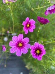 Flower Picking at Sterling Flower Farm in Eastern Connecticut, Fun for Kids and Adults